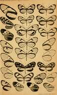 Image of Ithomia amarilla Haensch 1903