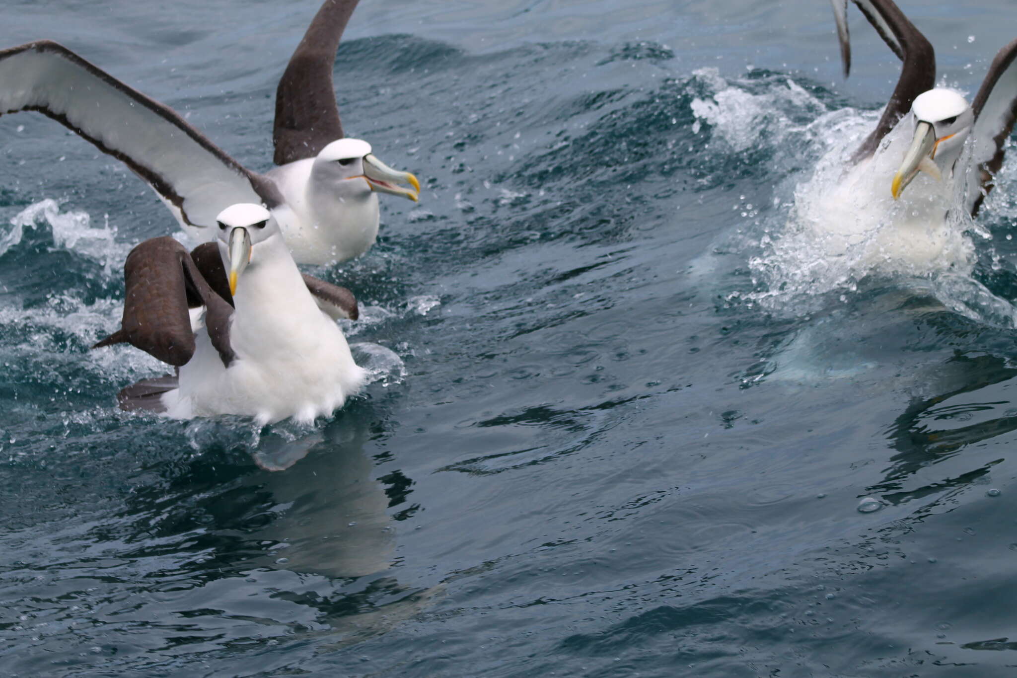 Image of Shy Albatross