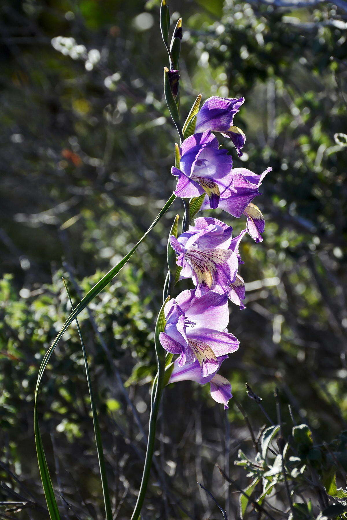 Image de Gladiolus carinatus Aiton