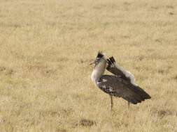 Image of Kori Bustard