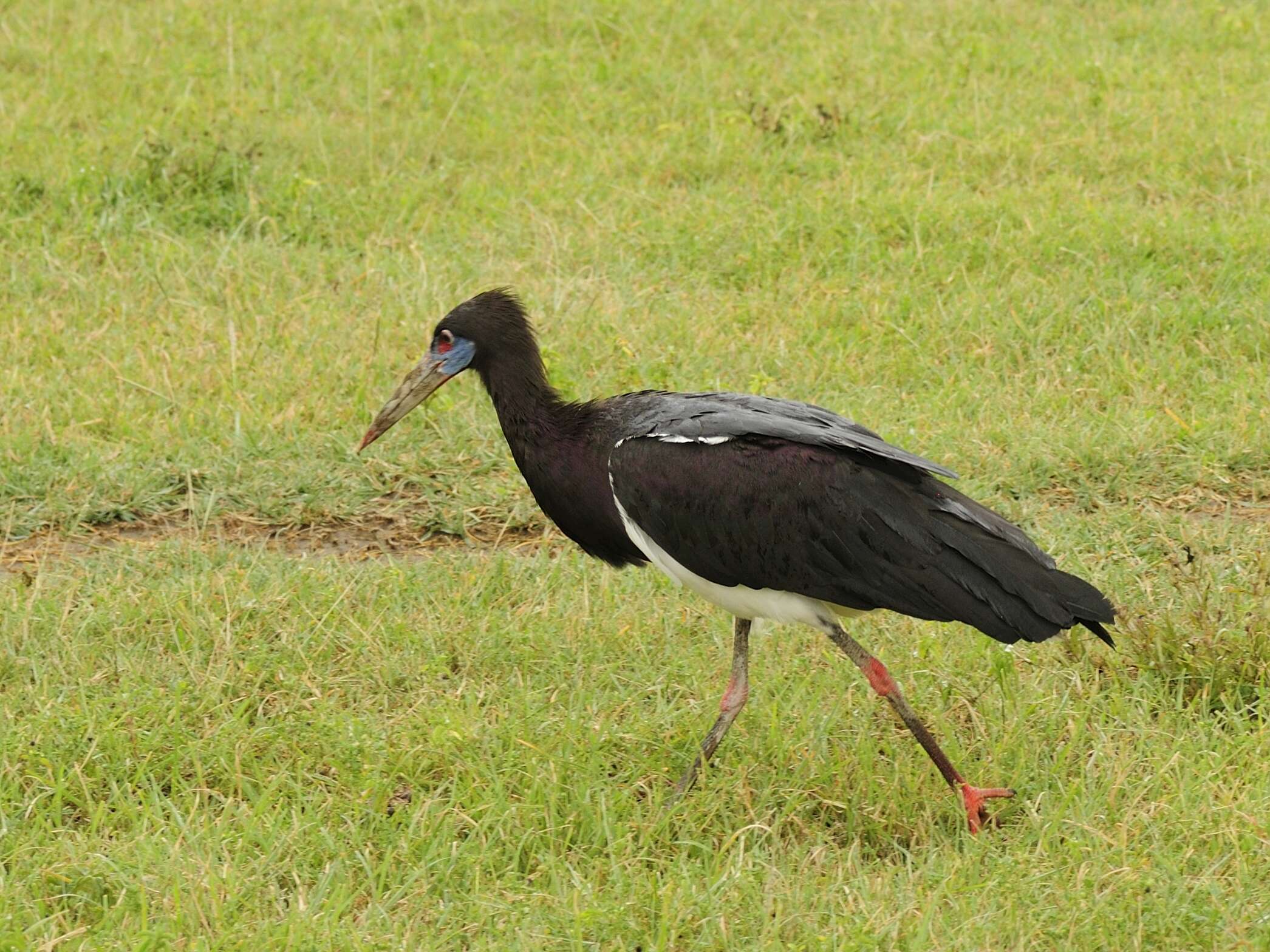 Image of Abdim's Stork