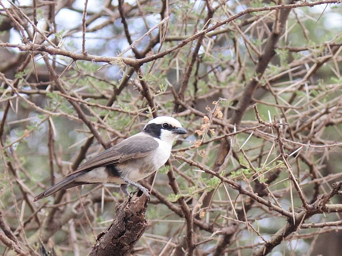 Image of Northern White-crowned Shrike