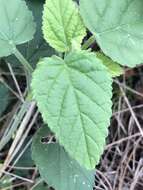 Image of country mallow