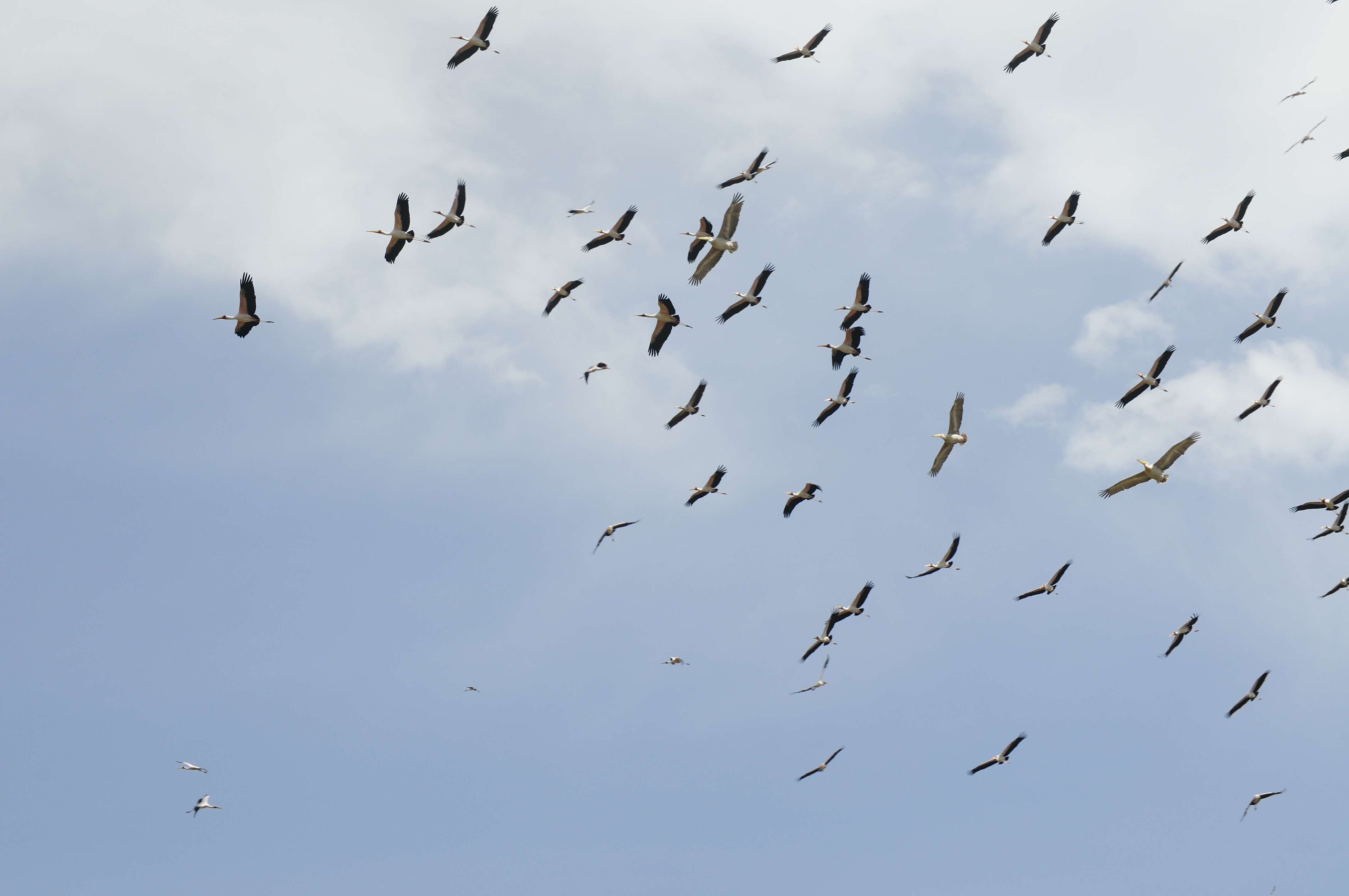 Image of Pink-backed Pelican