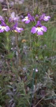 Image of Euphrasia caudata (J. H. Willis) W. R. Barker