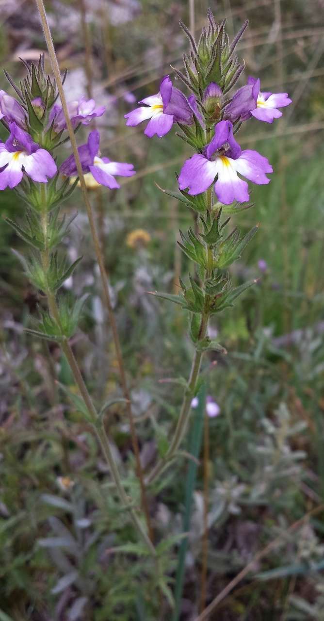 Слика од Euphrasia caudata (J. H. Willis) W. R. Barker