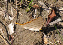 Image of Marpesia harmonia Klug 1836