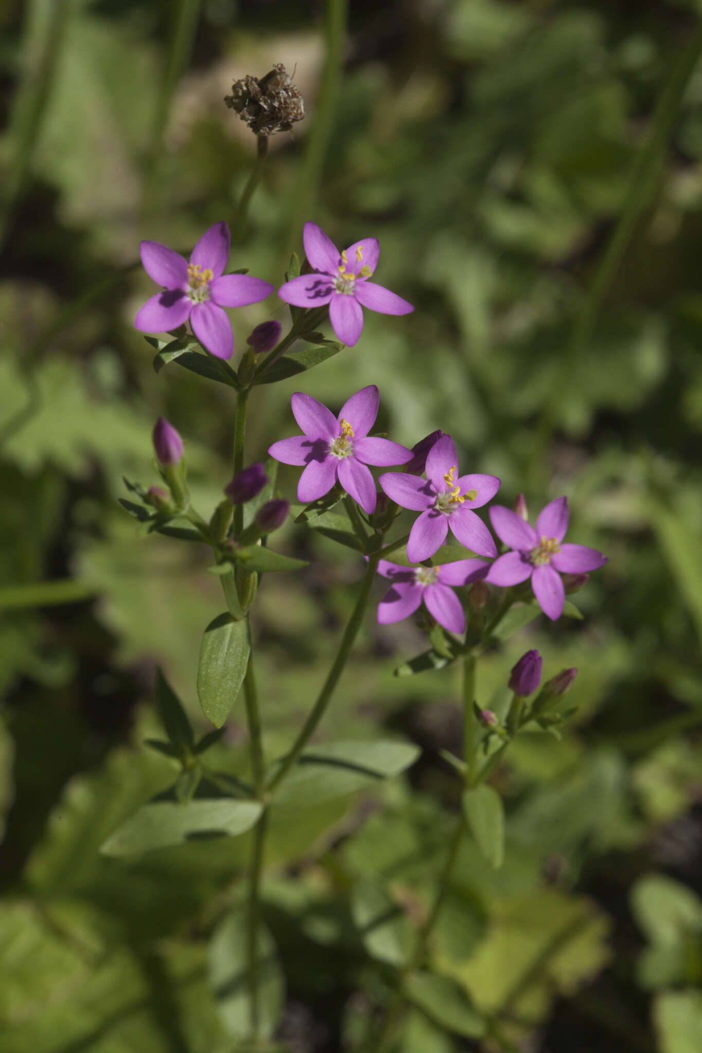 Image of Centaurium anatolicum (K. Koch) N. N. Tzvelev