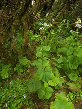 Image of Pericallis murrayi (Bornm.) B. Nord.