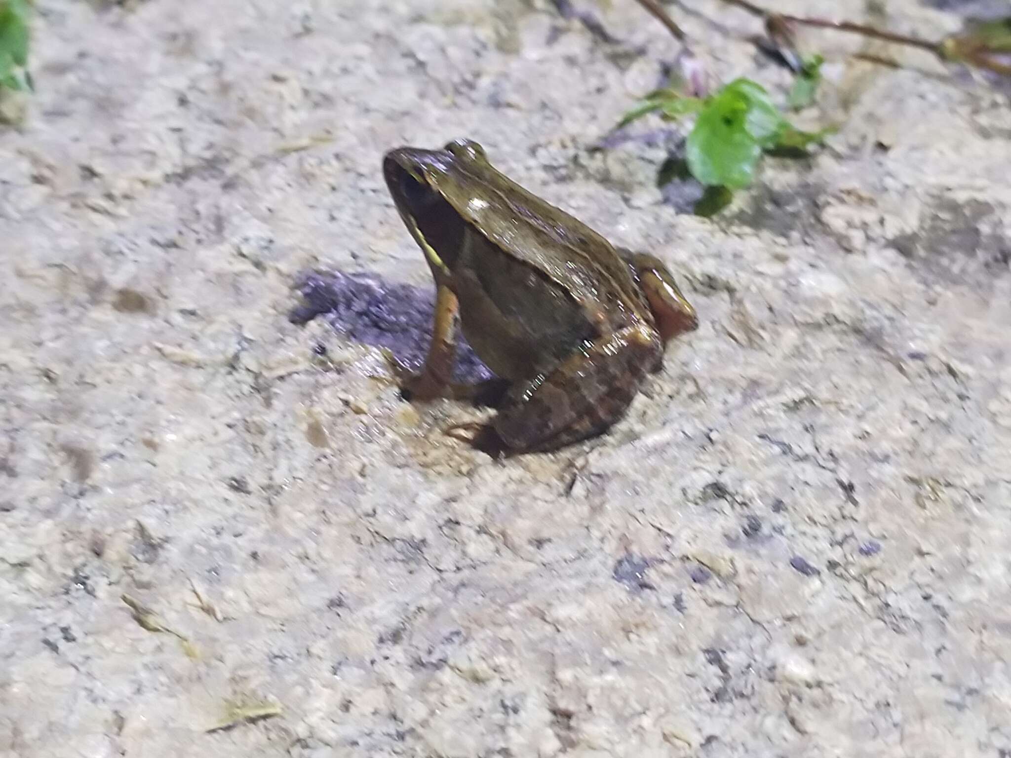 Image of Kampira Falls frog