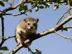 Image of Bush Hyrax