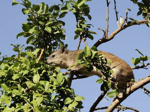 Image of Bush Hyrax