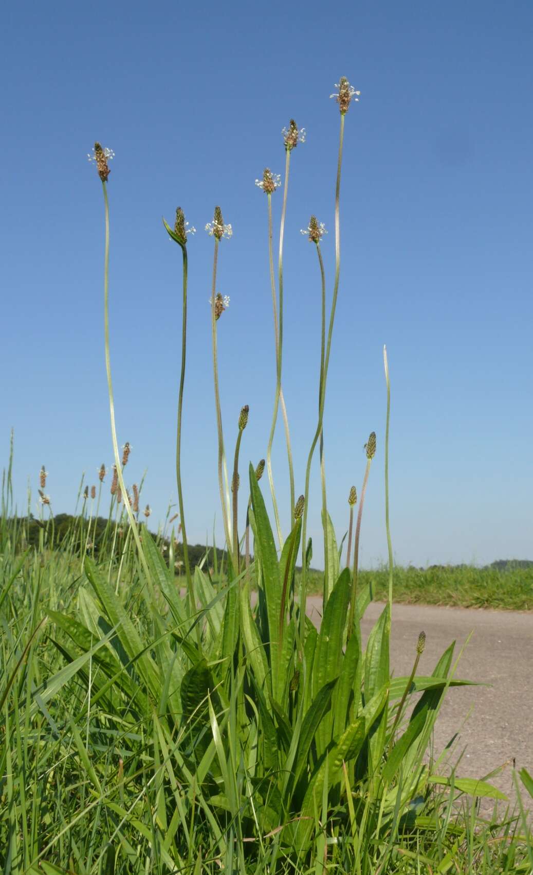 Image of Ribwort Plantain