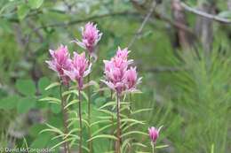 Image of Raup's Indian paintbrush