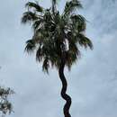 Image of Central Australian Cabbage Palm