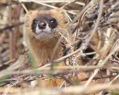 Image of Japanese Weasel