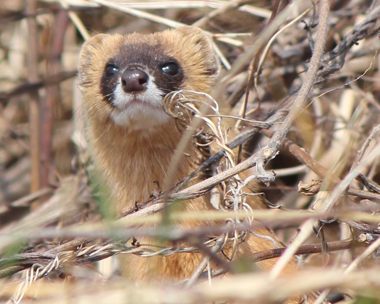 Image of Japanese Weasel