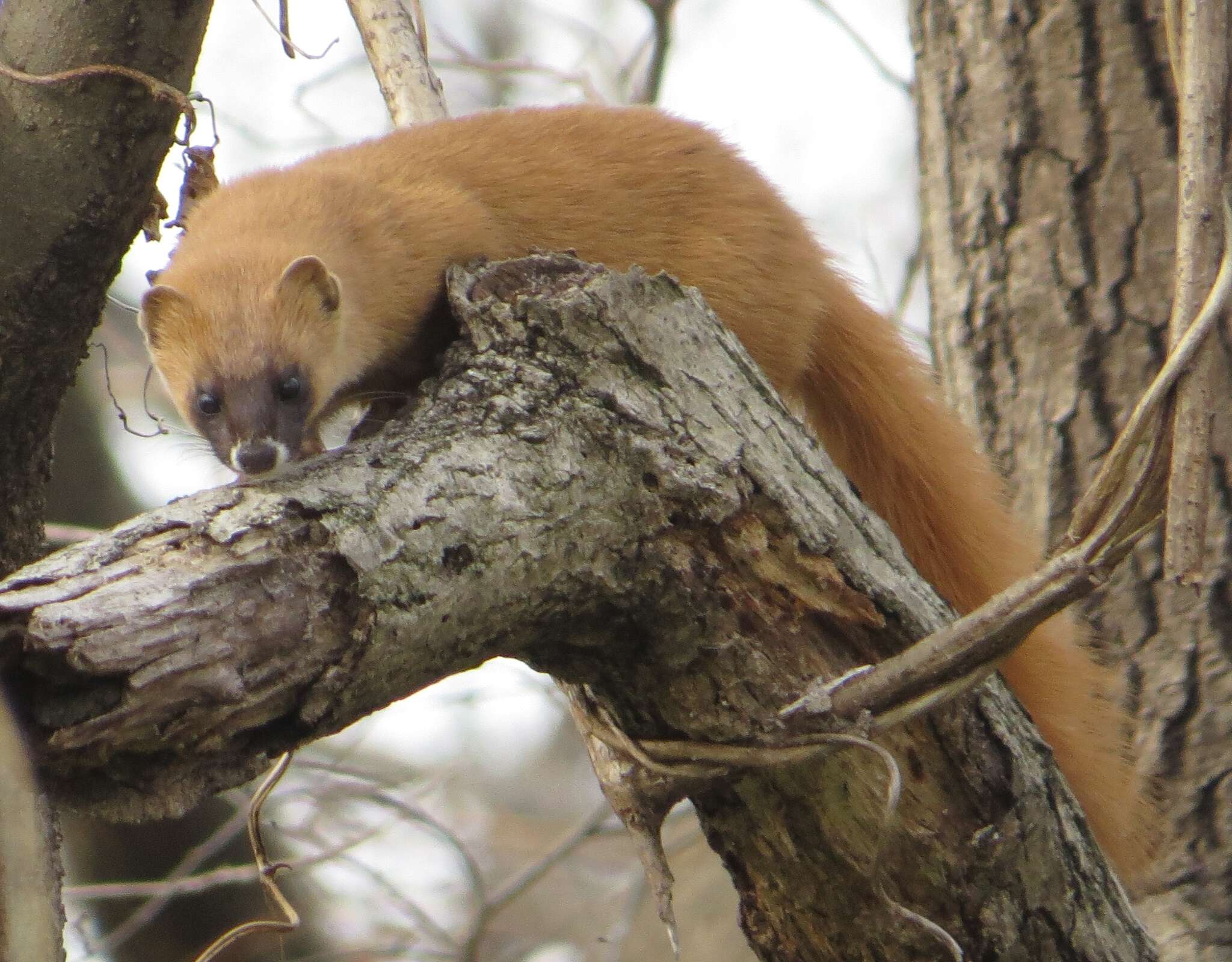 Image of Japanese Weasel