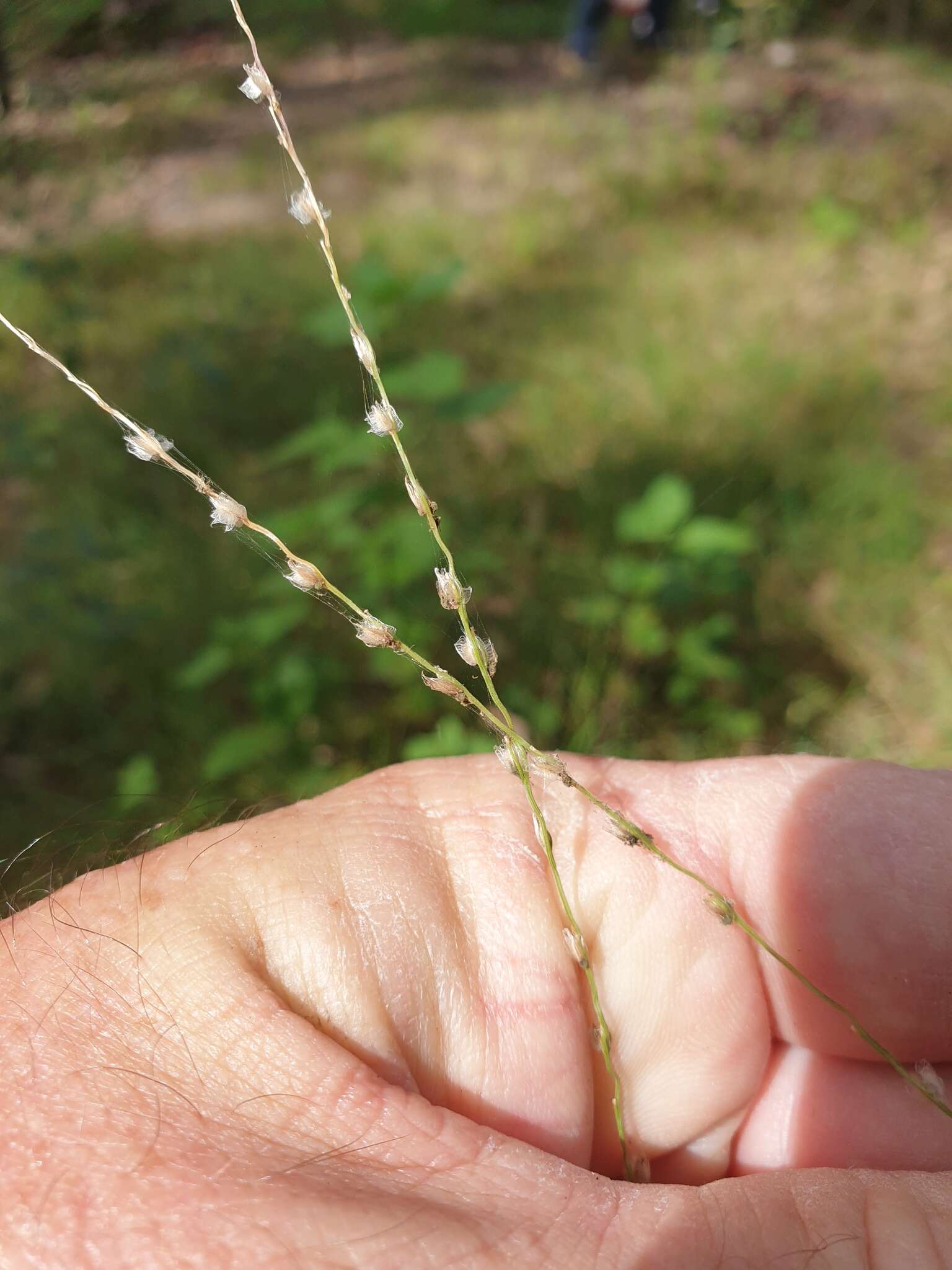 Image de Digitaria ammophila (Benth.) Hughes