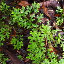 Selaginella eurynota A. Br. resmi