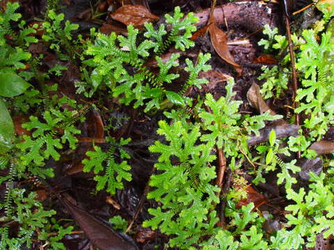 Image of Selaginella eurynota A. Br.