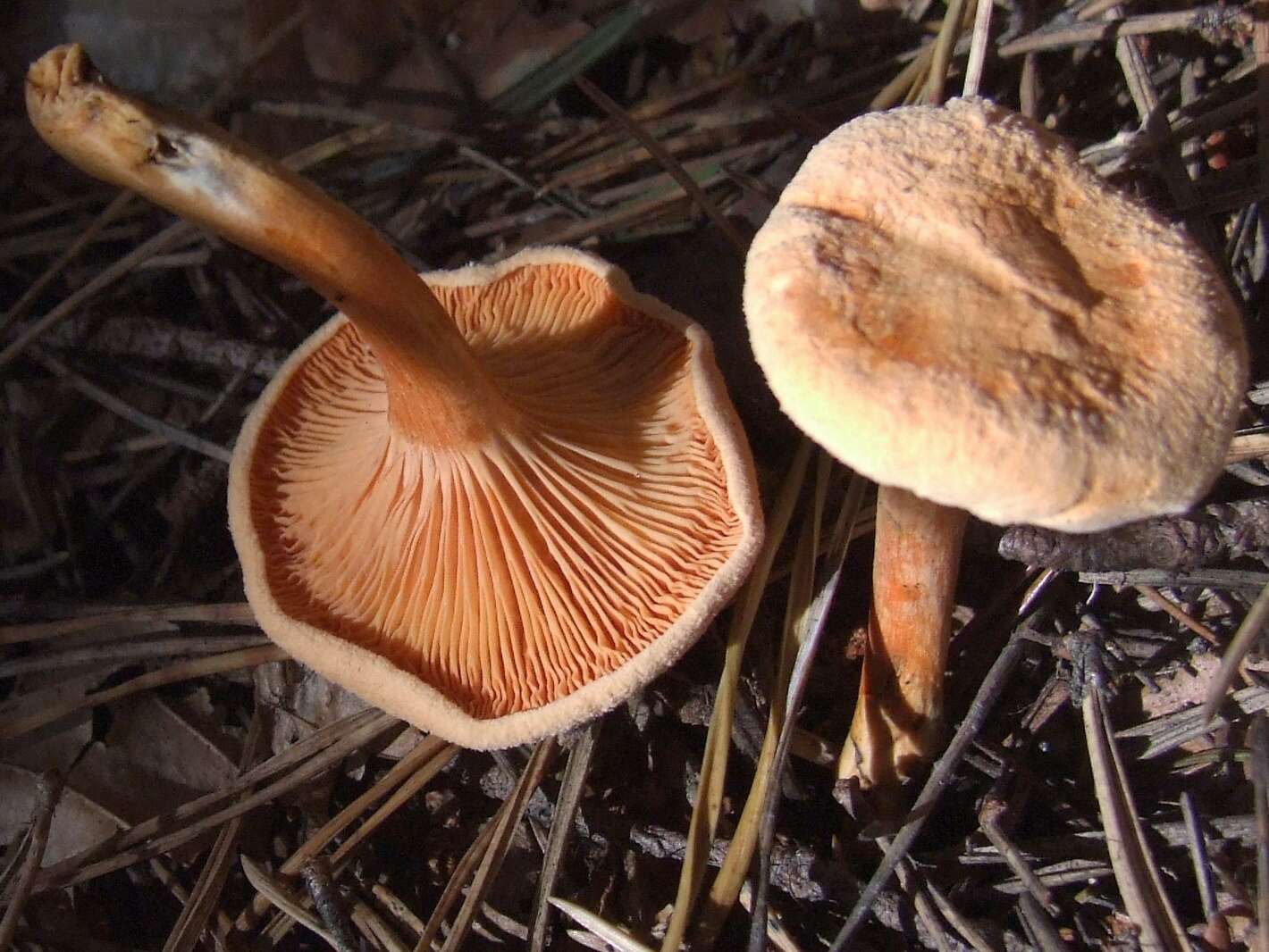 Image of Hygrophoropsis aurantiaca (Wulfen) Maire 1921