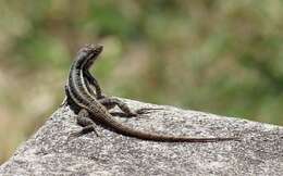 Image of Rose-bellied Lizard