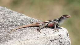 Image of Rose-bellied Lizard