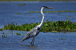 Image of Cocoi Heron