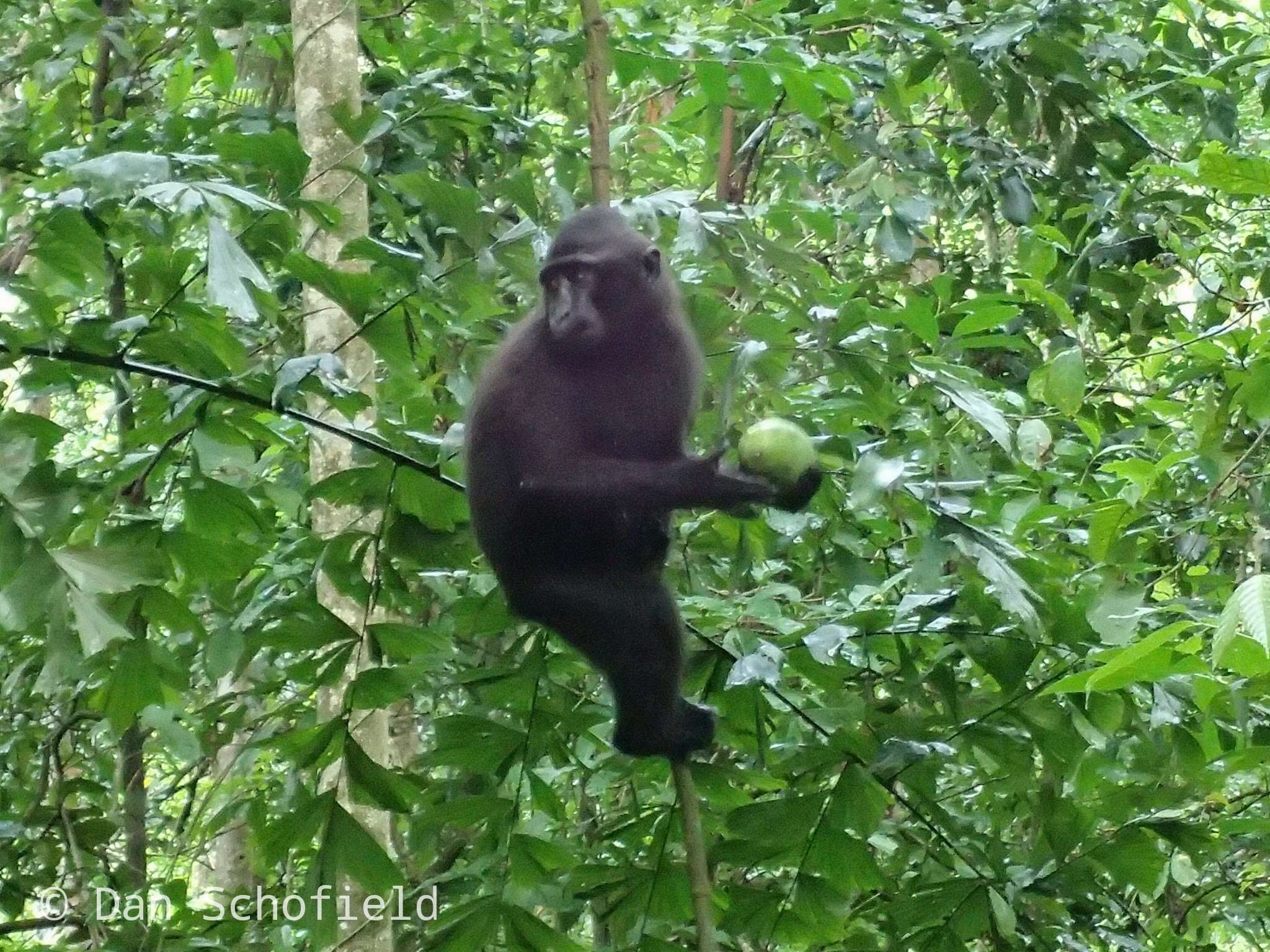 Image of Celebes crested macaque