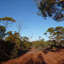 Eucalyptus formanii C. A. Gardner resmi