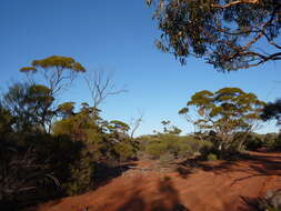 Image of Eucalyptus formanii C. A. Gardner