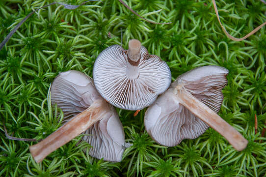 Image of Hypholoma myosotis (Fr.) M. Lange 1955