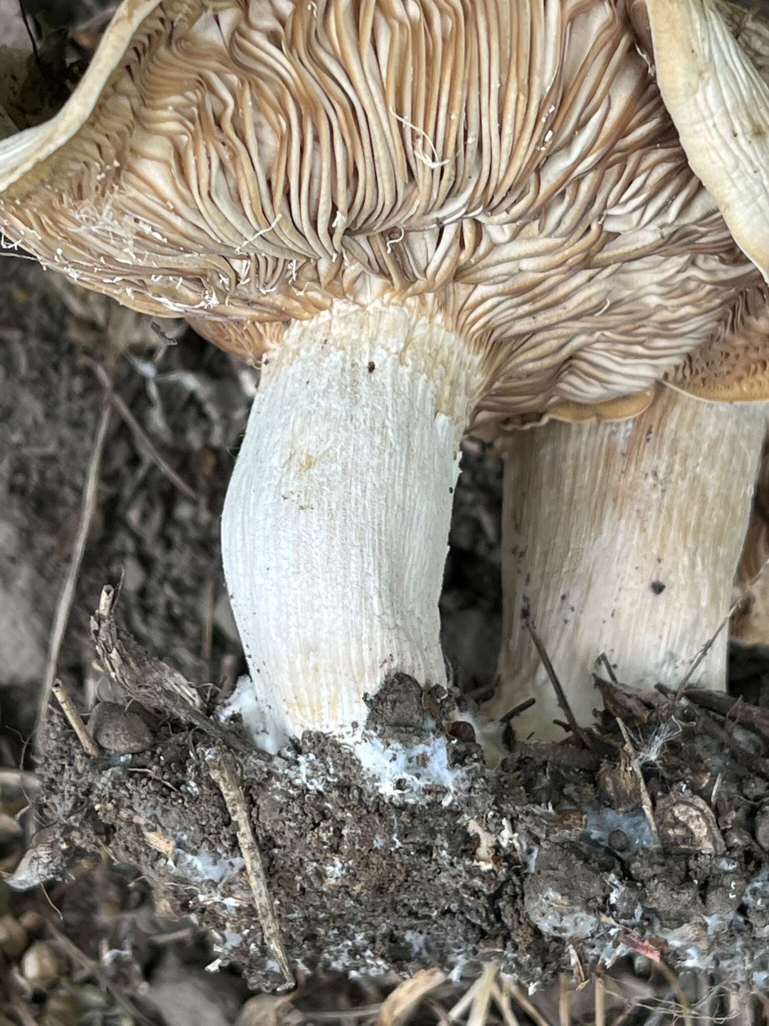 Image of Clitocybe albirhiza H. E. Bigelow & A. H. Sm. 1963