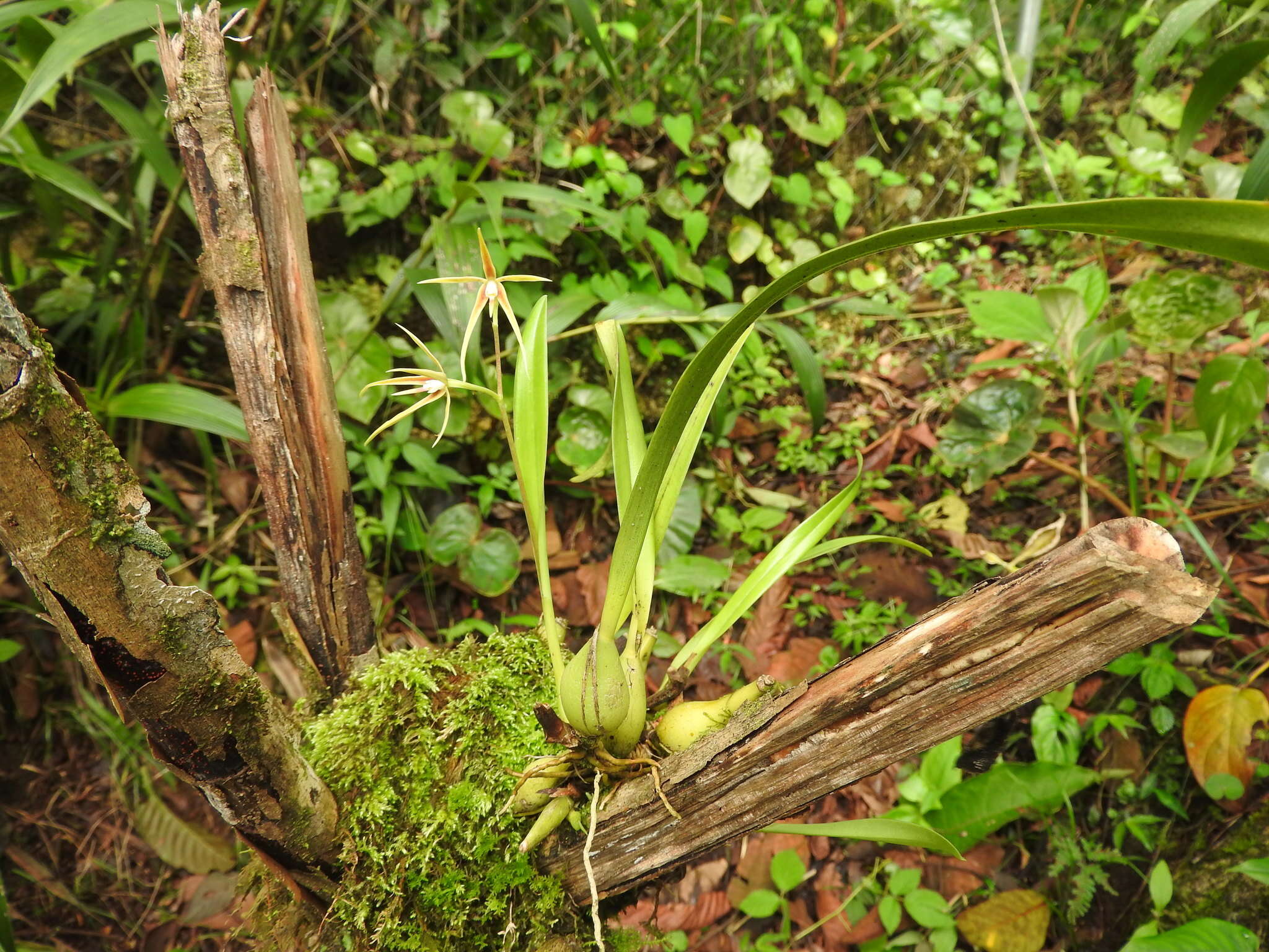 Image of Prosthechea rhynchophora (A. Rich. & Galeotti) W. E. Higgins