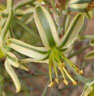 صورة Albuca secunda (Jacq.) J. C. Manning & Goldblatt