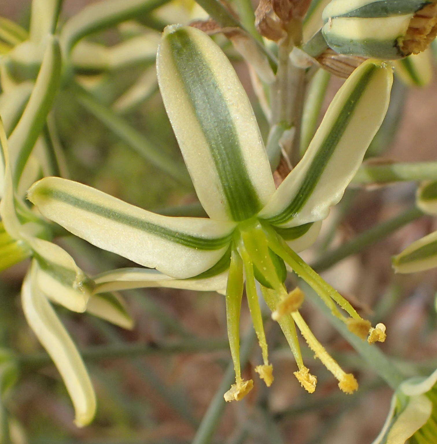 صورة Albuca secunda (Jacq.) J. C. Manning & Goldblatt