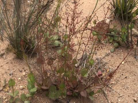 Image of Gonocarpus micranthus subsp. ramosissimus Orchard