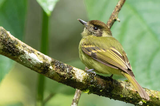 Image of Sepia-capped Flycatcher