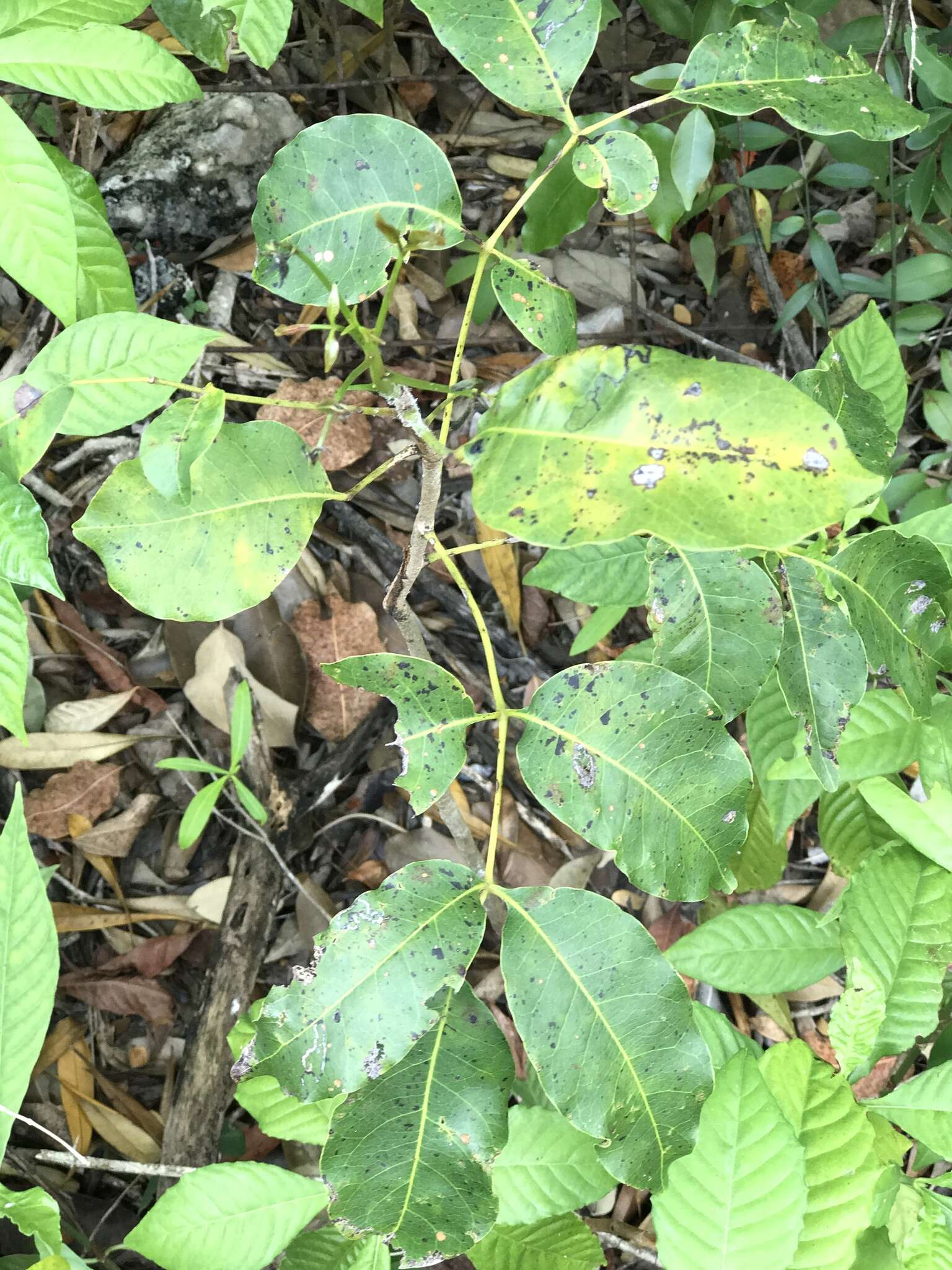 Image of Florida poisontree