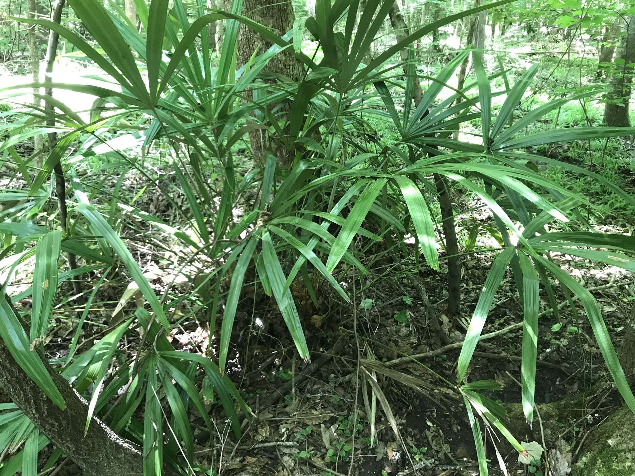 Image of rhapidophyllum