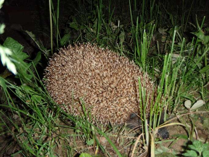 Image of Northern White-Breasted Hedgehog