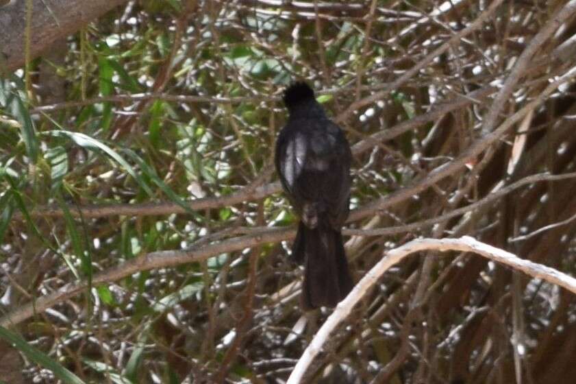 Image of Madagascar Black Bulbul