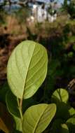 Image of Antidesma ghaesembilla Gaertn.