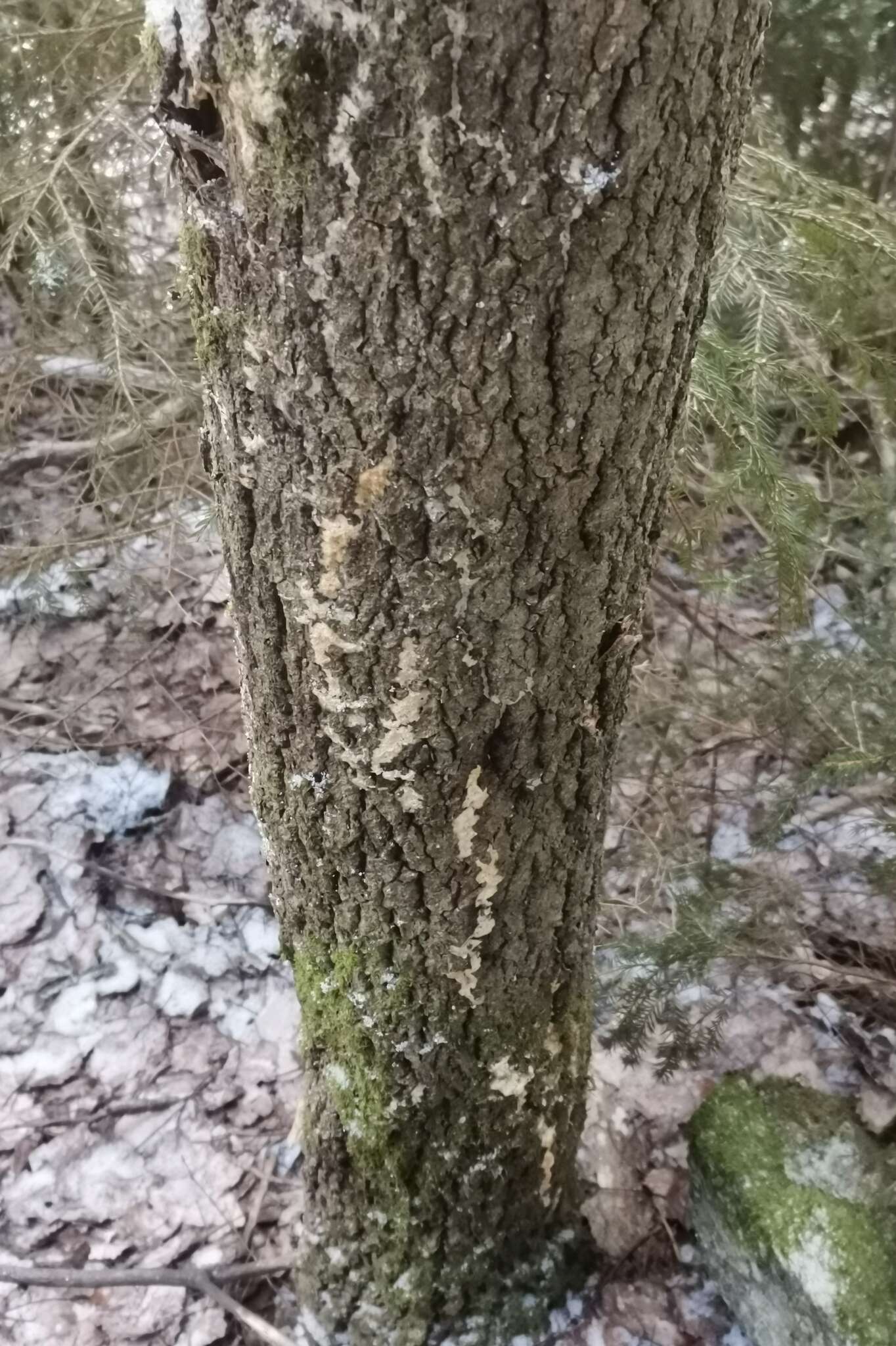 Image de Polypore corticole