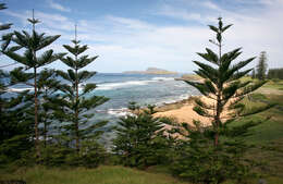 Image of Norfolk Island Araucaria