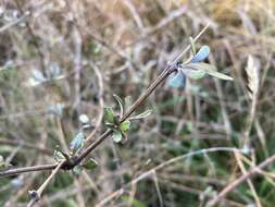 Слика од Olearia adenocarpa Molloy & Heenan