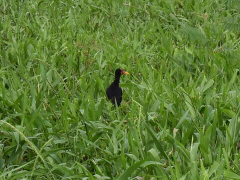 Image of Jacana jacana hypomelaena (Gray & GR 1846)