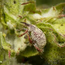 Image of Boll Weevil