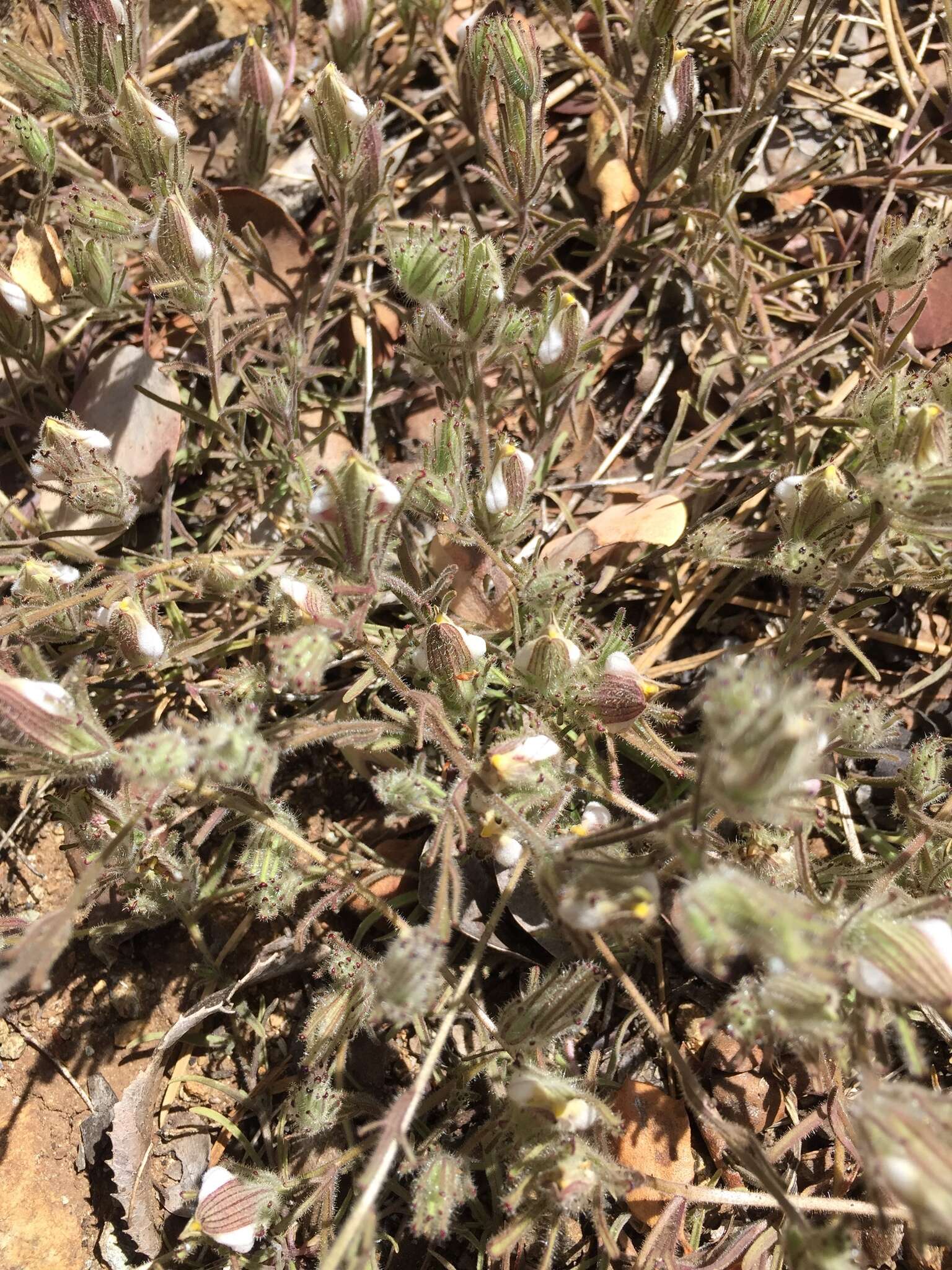 Image of Mt. Diablo bird's-beak